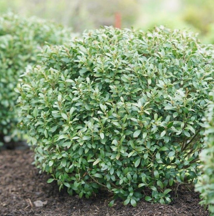 Ilex Glabra