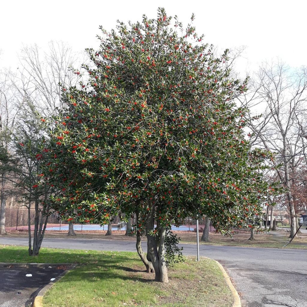 Ilex Opaca
