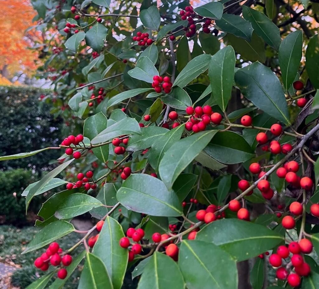 Ilex vomitoria
