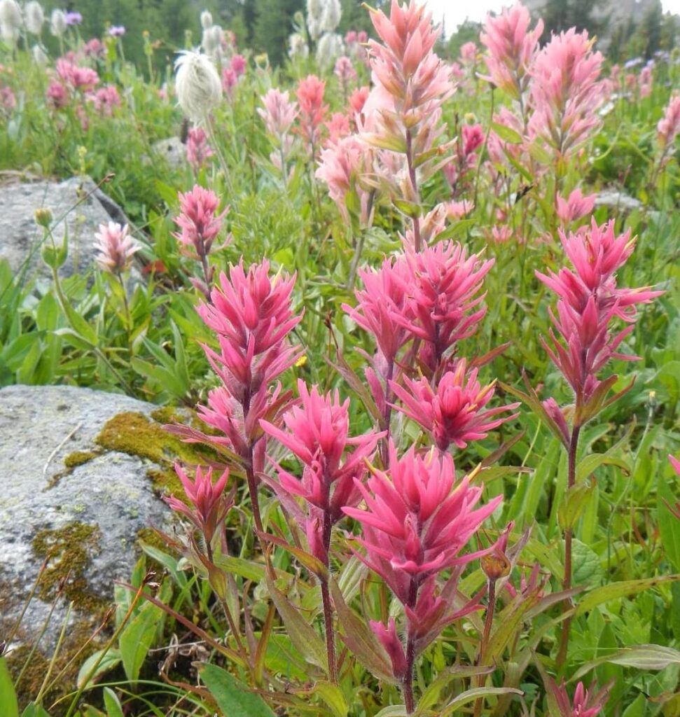 Indian Paintbrush