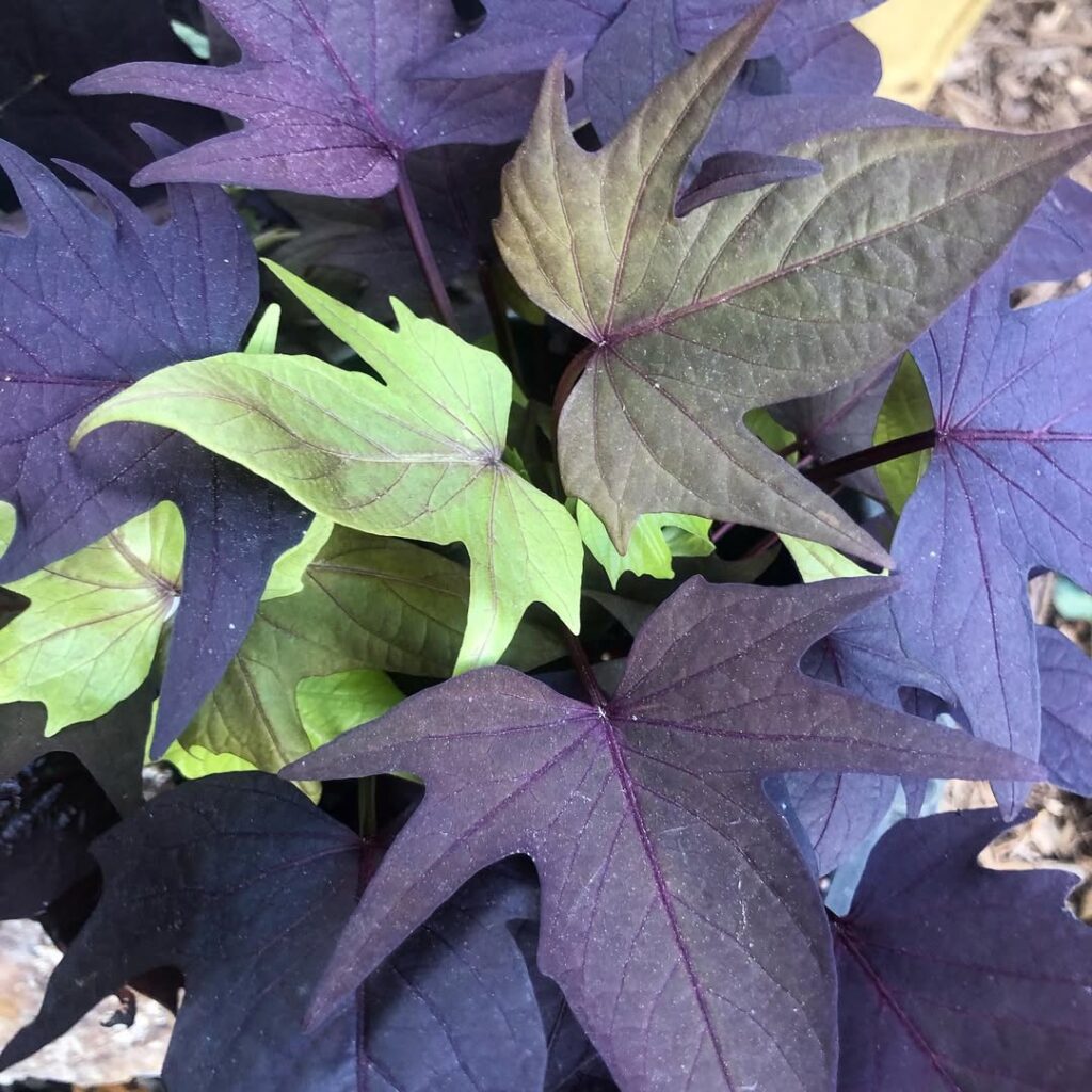 Ipomoea batatas ‘Blackie