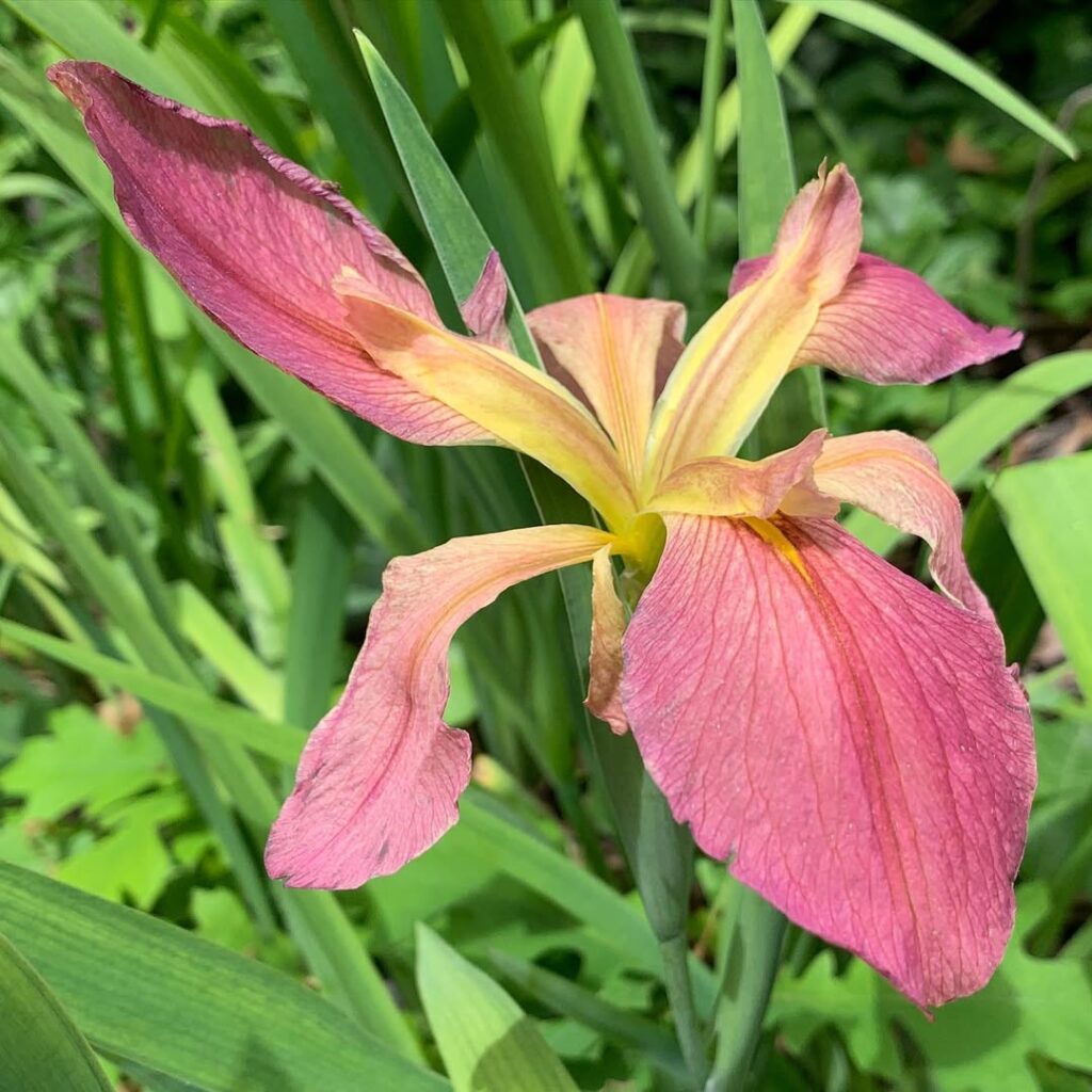 Iris Fulva