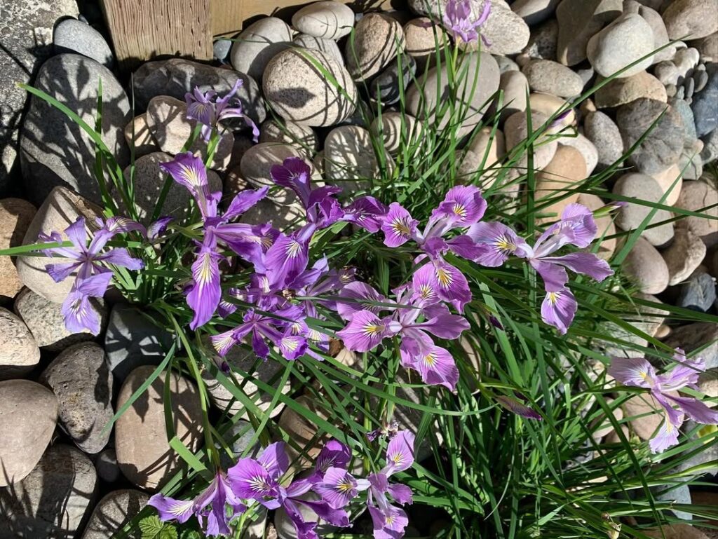 Iris Tenax