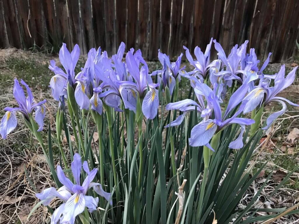 Iris missouriensis