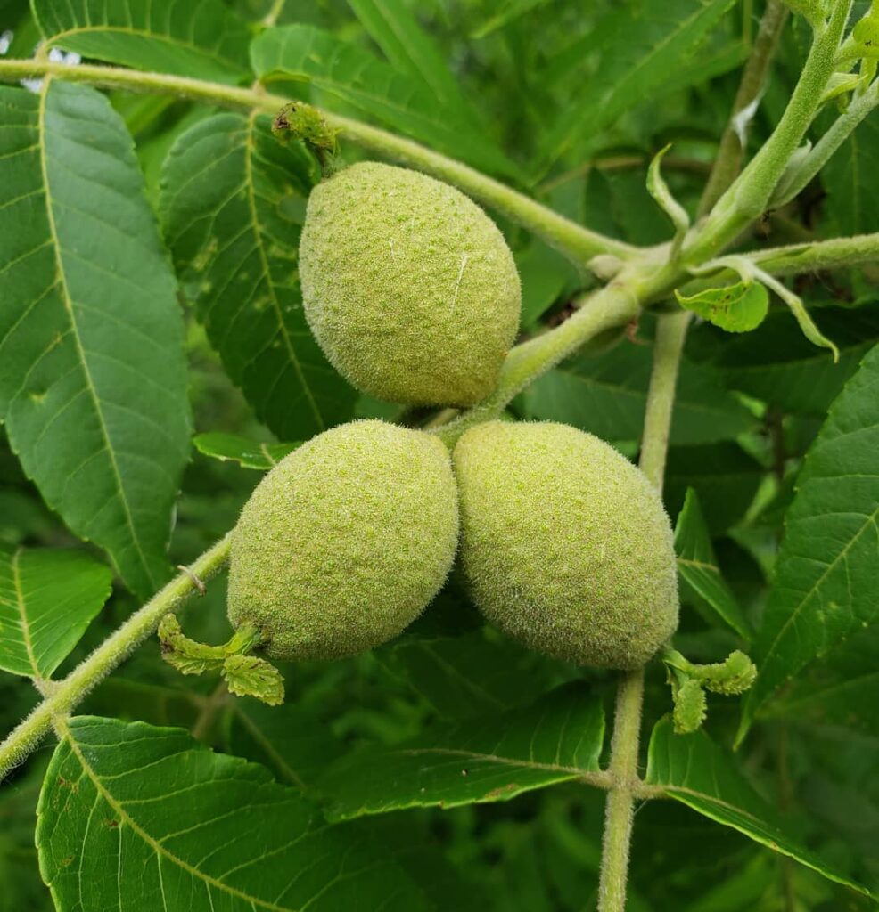 Juglans nigra
