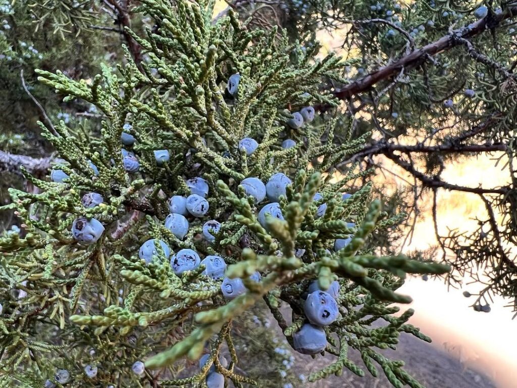 Juniperus Occidentalis