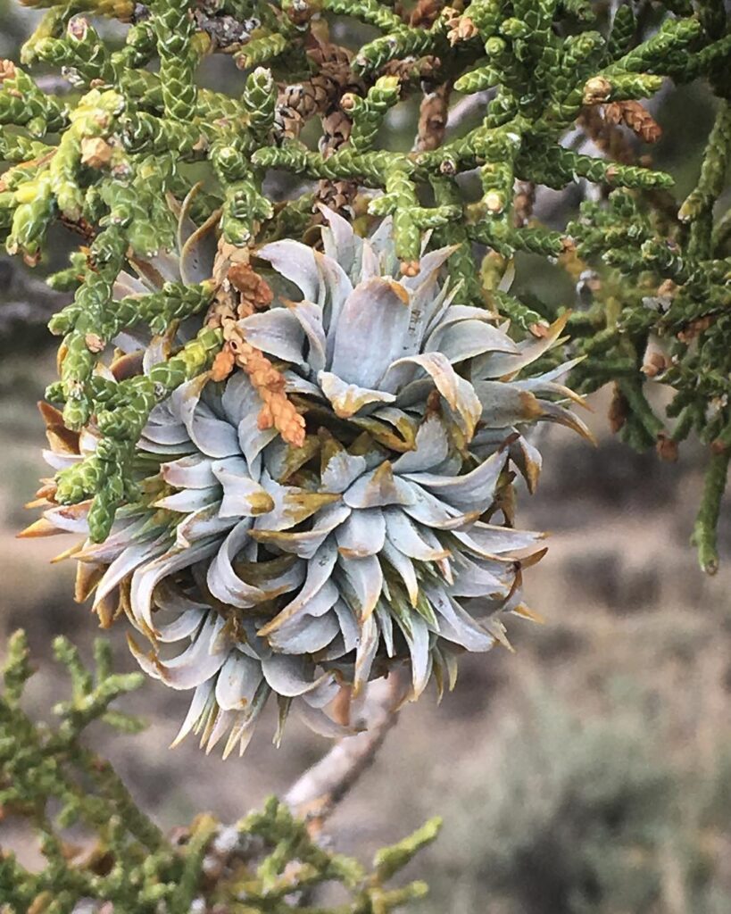 Juniperus Osteosperma