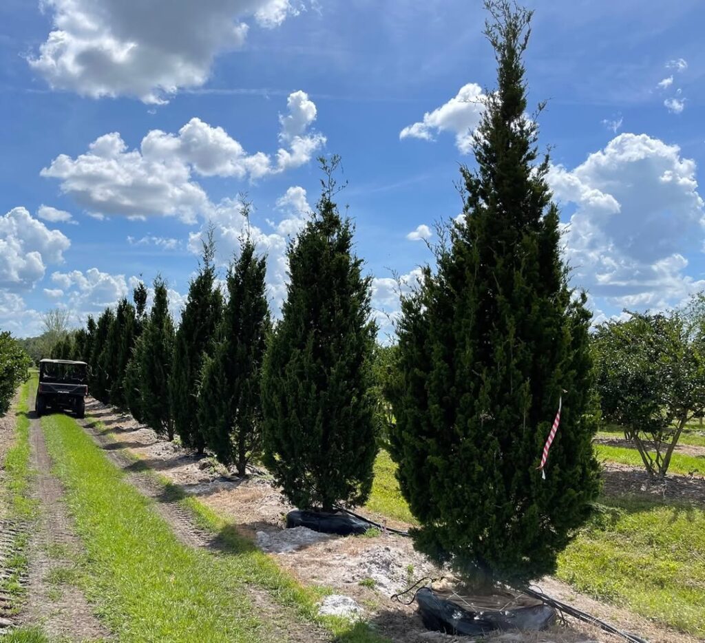 Juniperus virginiana