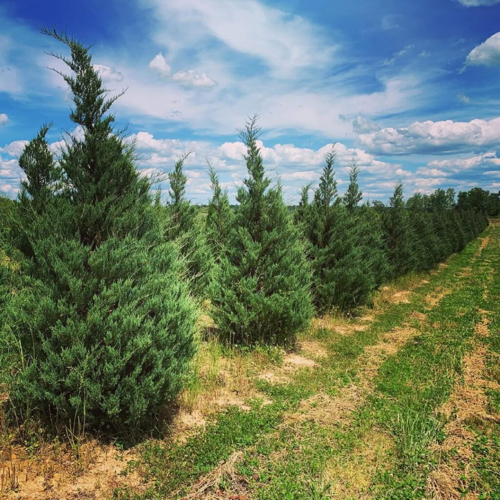 Juniperus virginiana Burkii