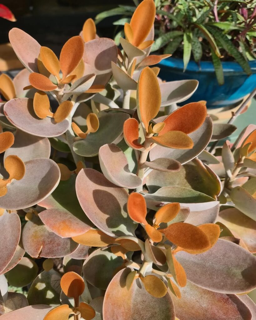 Kalanchoe orgyalis