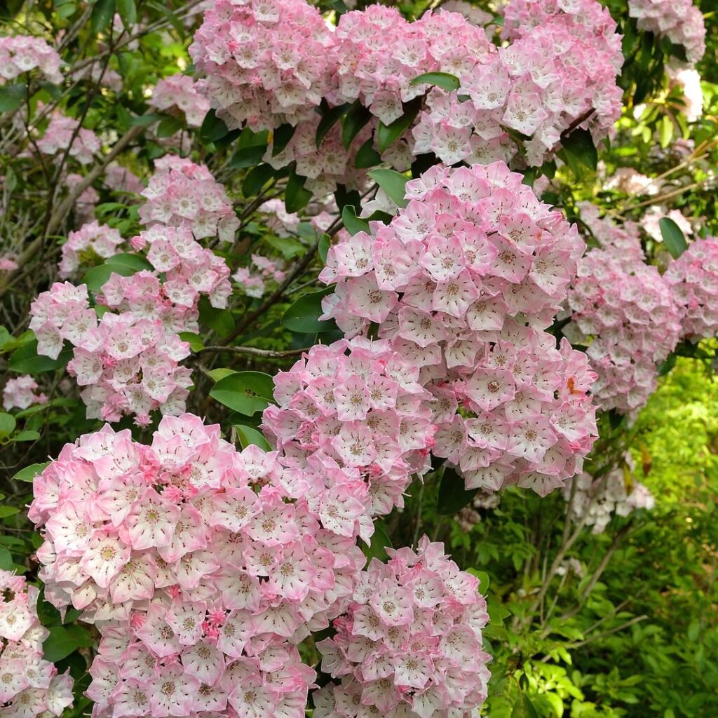 Kalmia latifolia 1