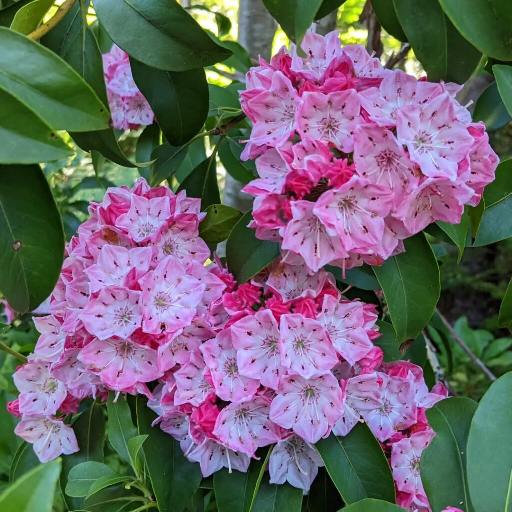 Kalmia latifolia