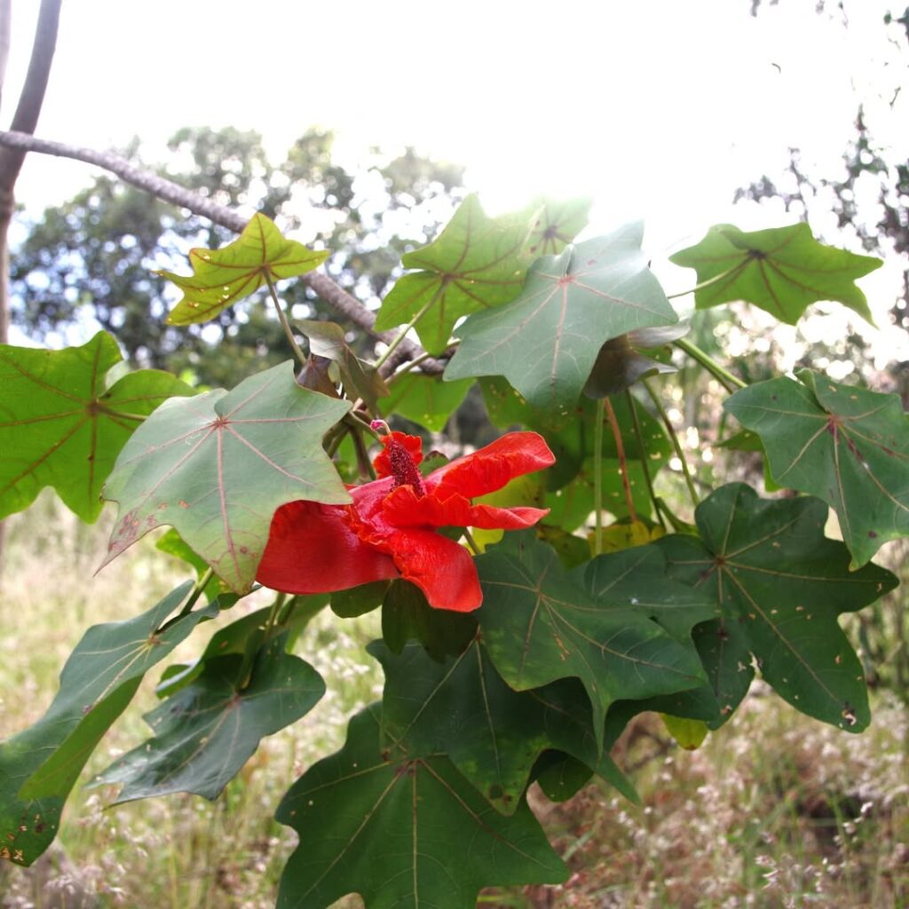 Kokia drynarioides