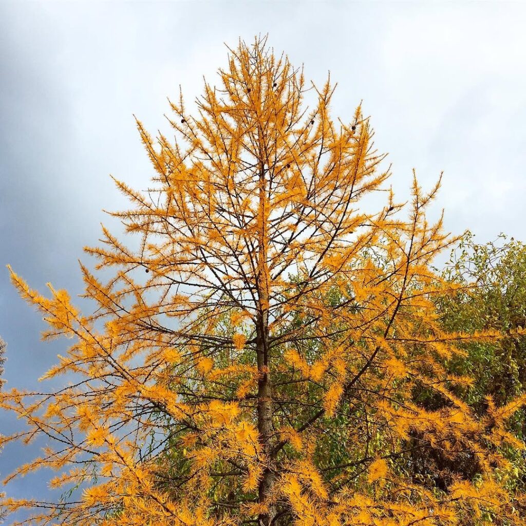 Larix Occidentalis