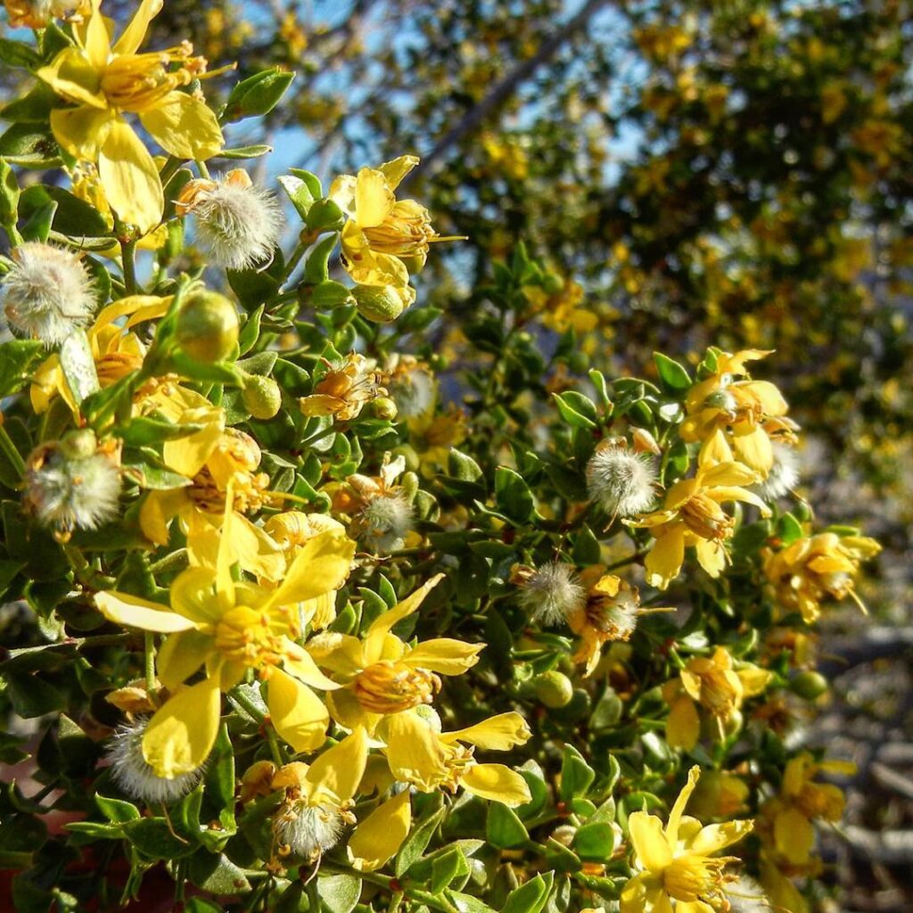 Larrea Tridentata