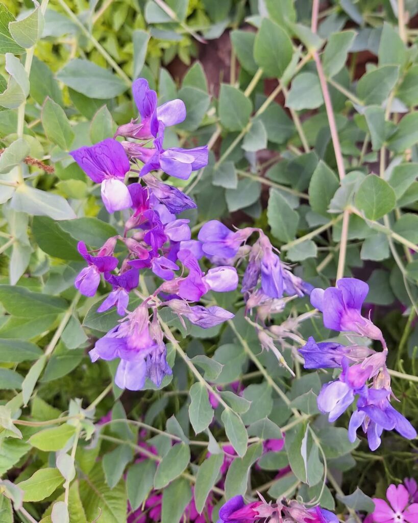Lathyrus japonicus