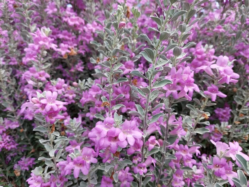 Leucophyllum frutescens