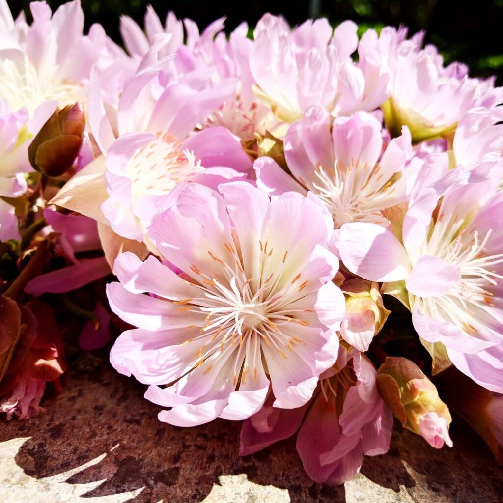 Lewisia Rediviva