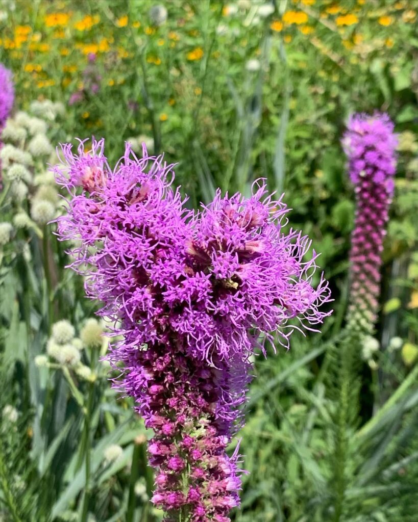 Liatris pycnostachya