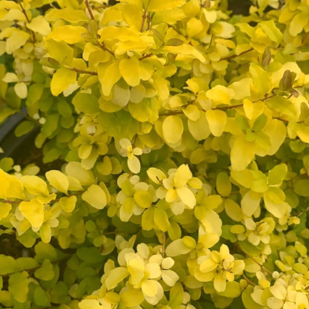 Ligustrum sinense ‘Sunshine