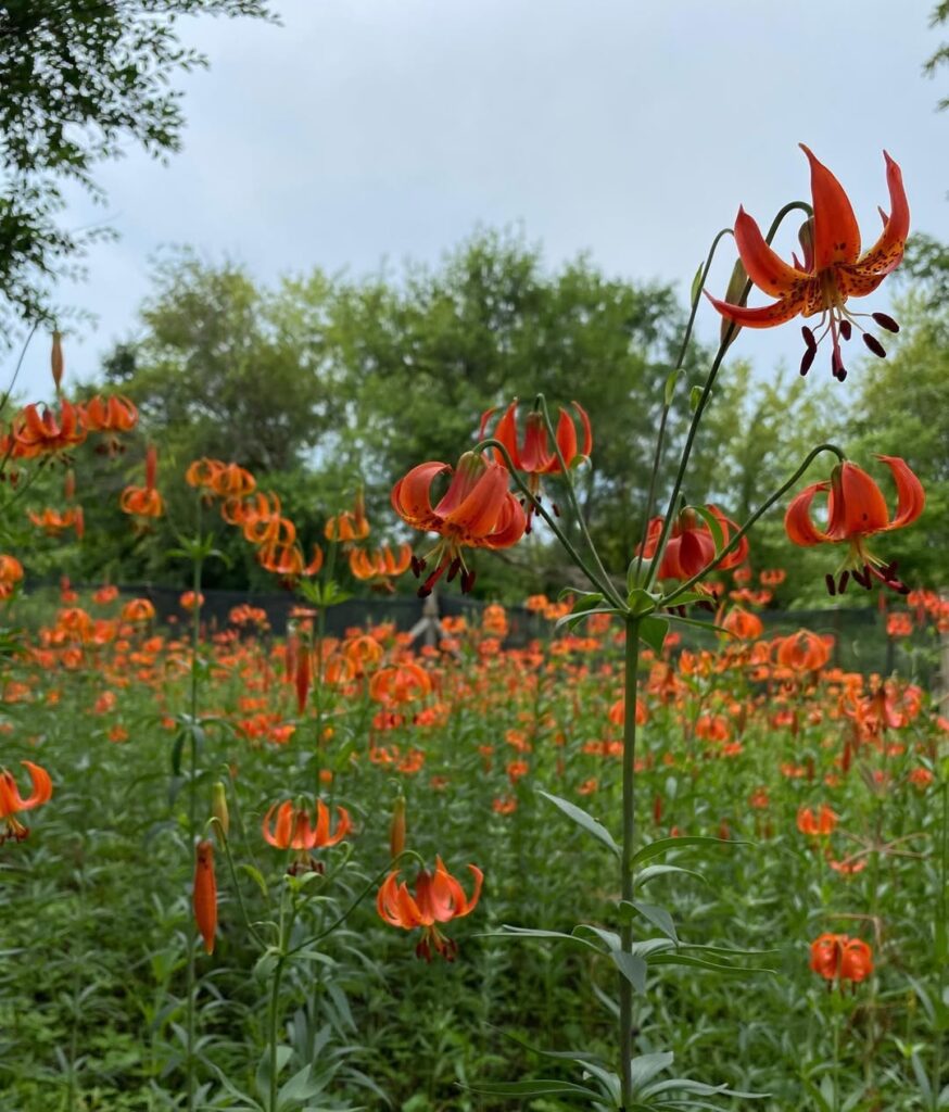 Lilium Michiganense