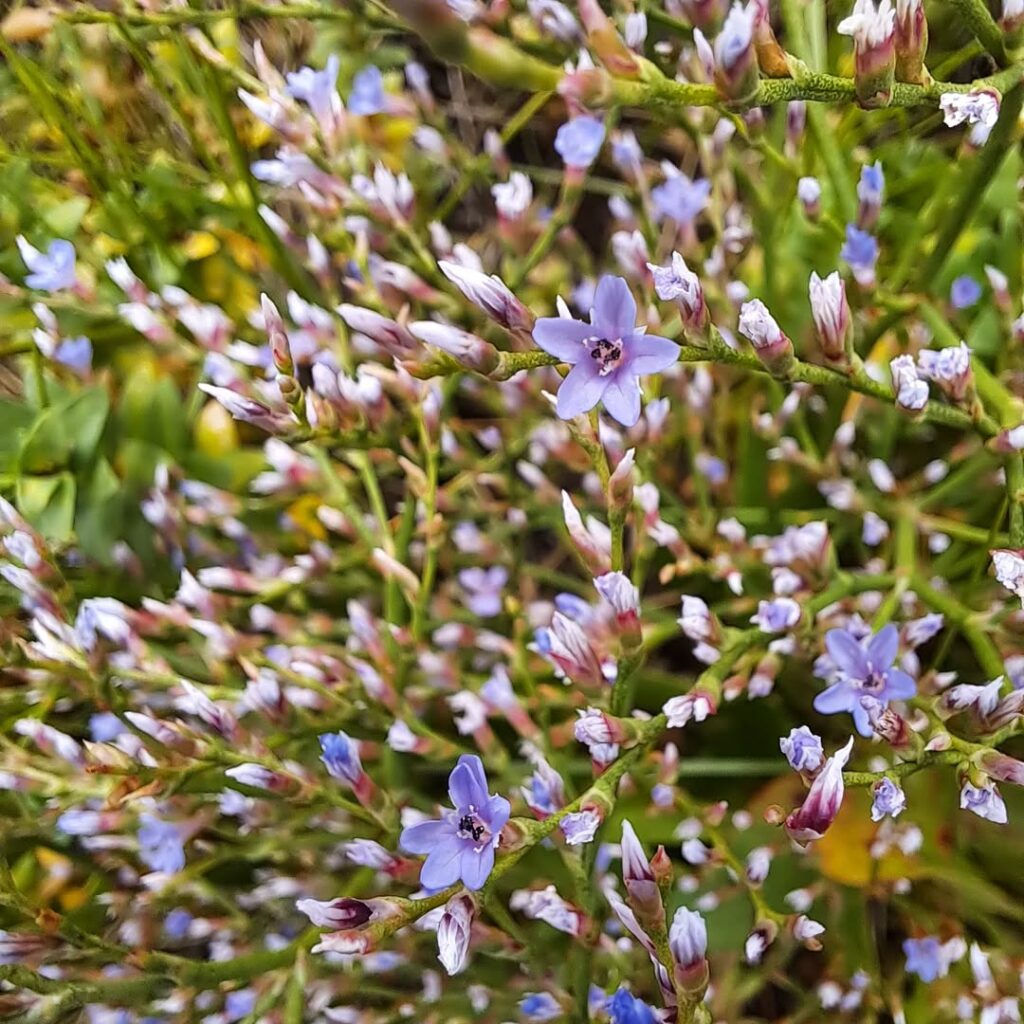 Limonium carolinianum