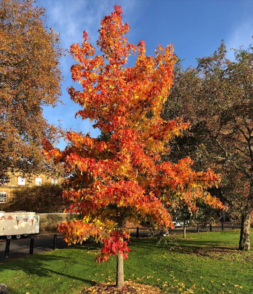 Liquidambar Styraciflua