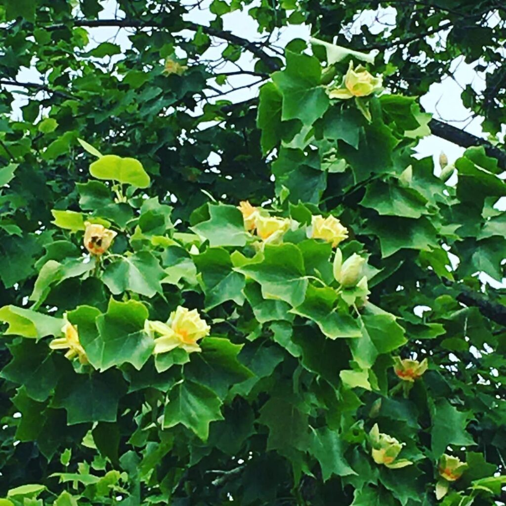 Liriodendron Tulipifera