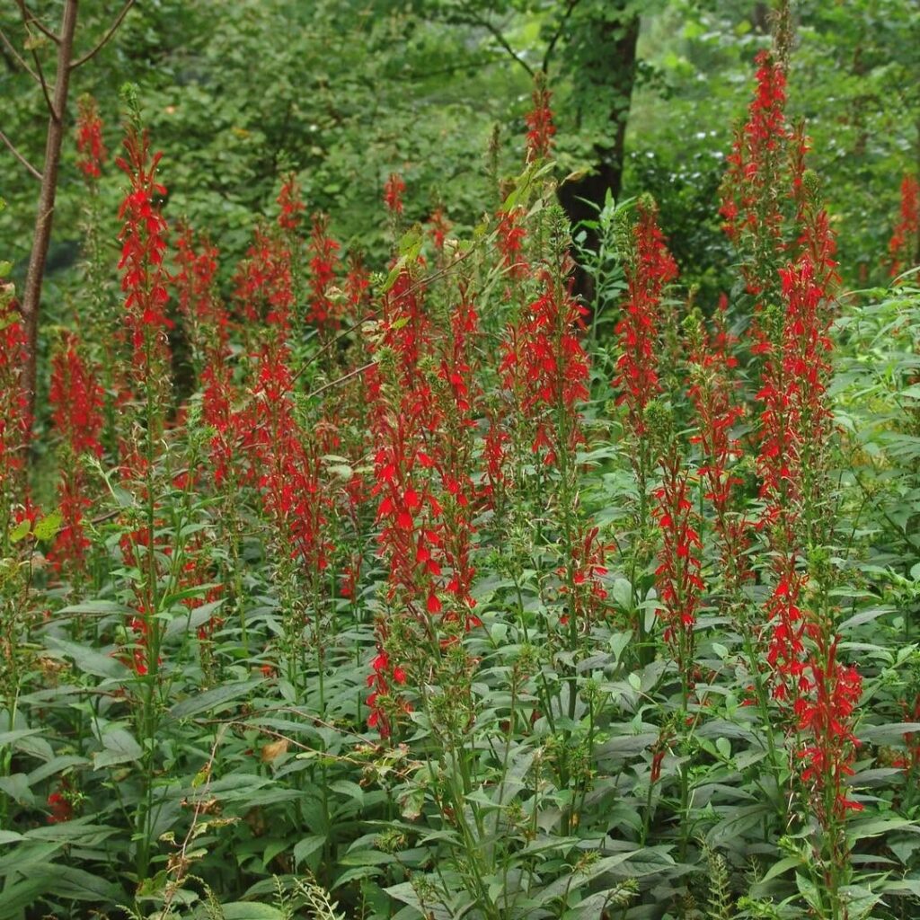 Lobelia Cardinalis