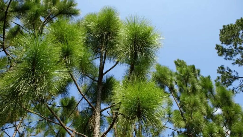 Longleaf Pine