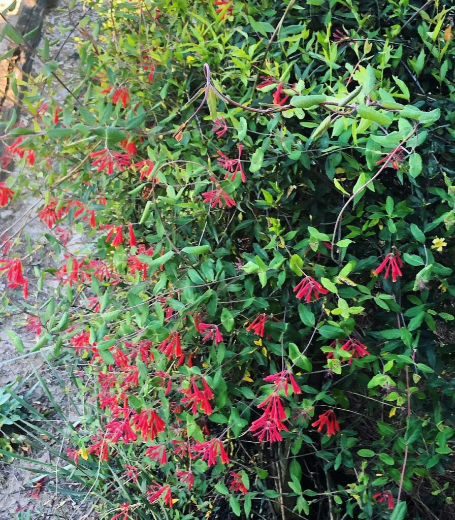 Lonicera Sempervirens