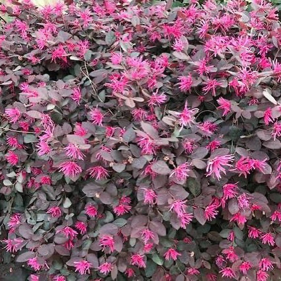 Loropetalum chinense ‘Plum Delight