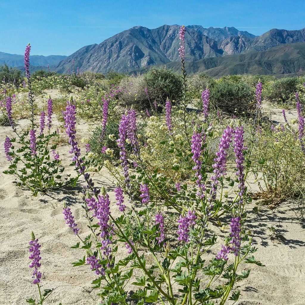 Lupinus Sparsiflorus
