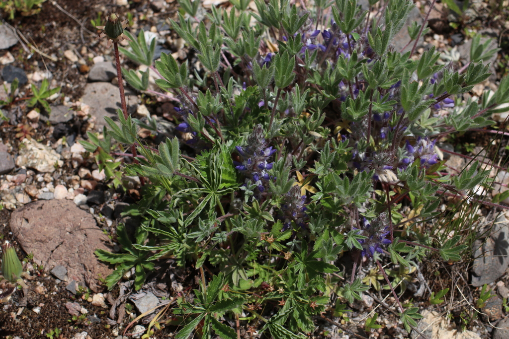 Lupinus caespitosus var. utahensis