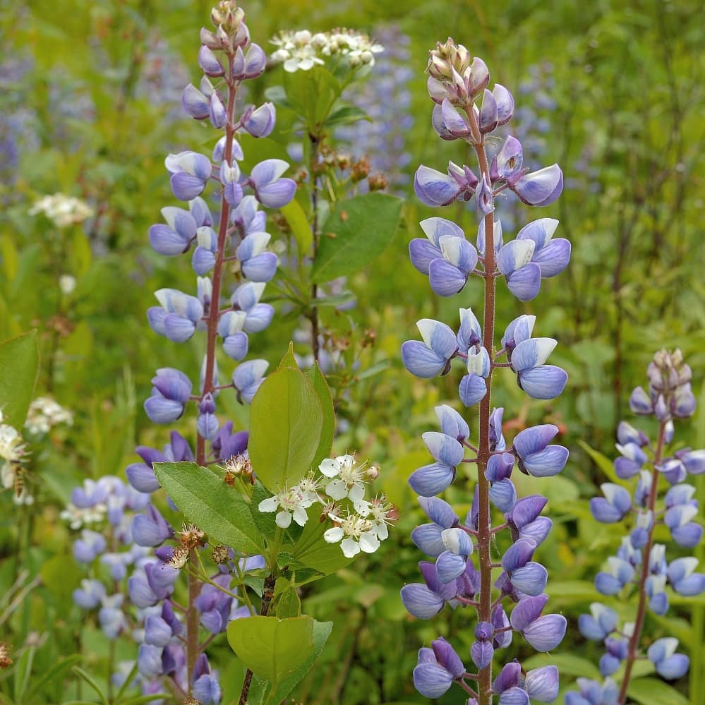 Lupinus perennis