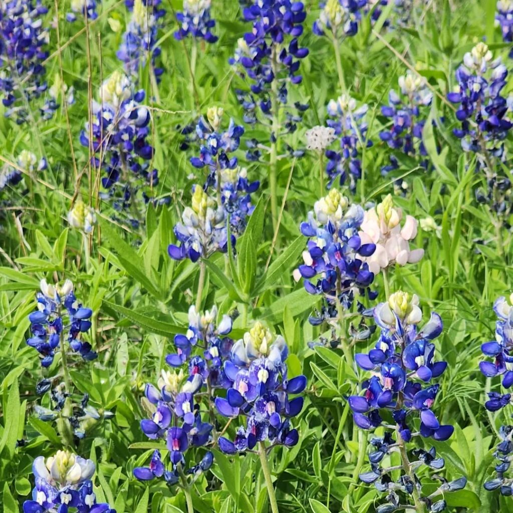 Lupinus texensis