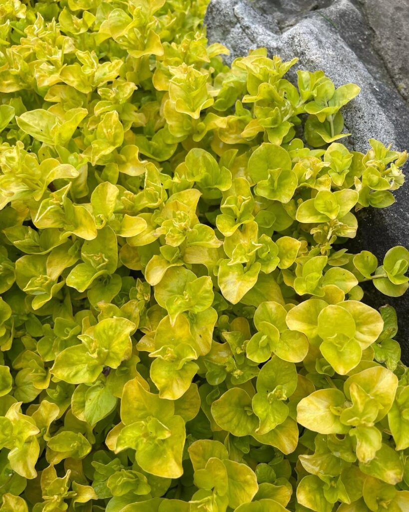 Lysimachia nummularia ‘Aurea
