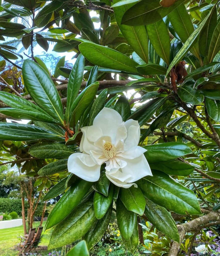 Magnolia Grandiflora