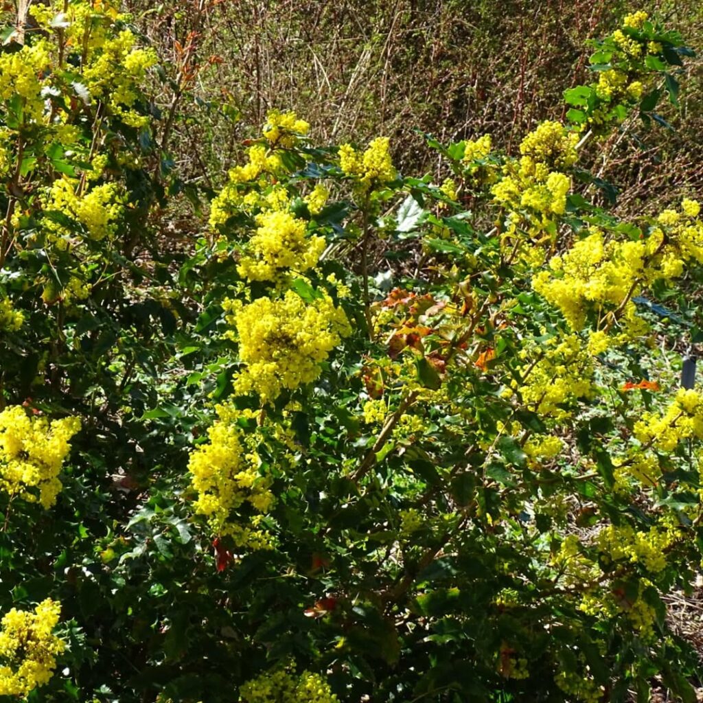 Mahonia Aquifolium