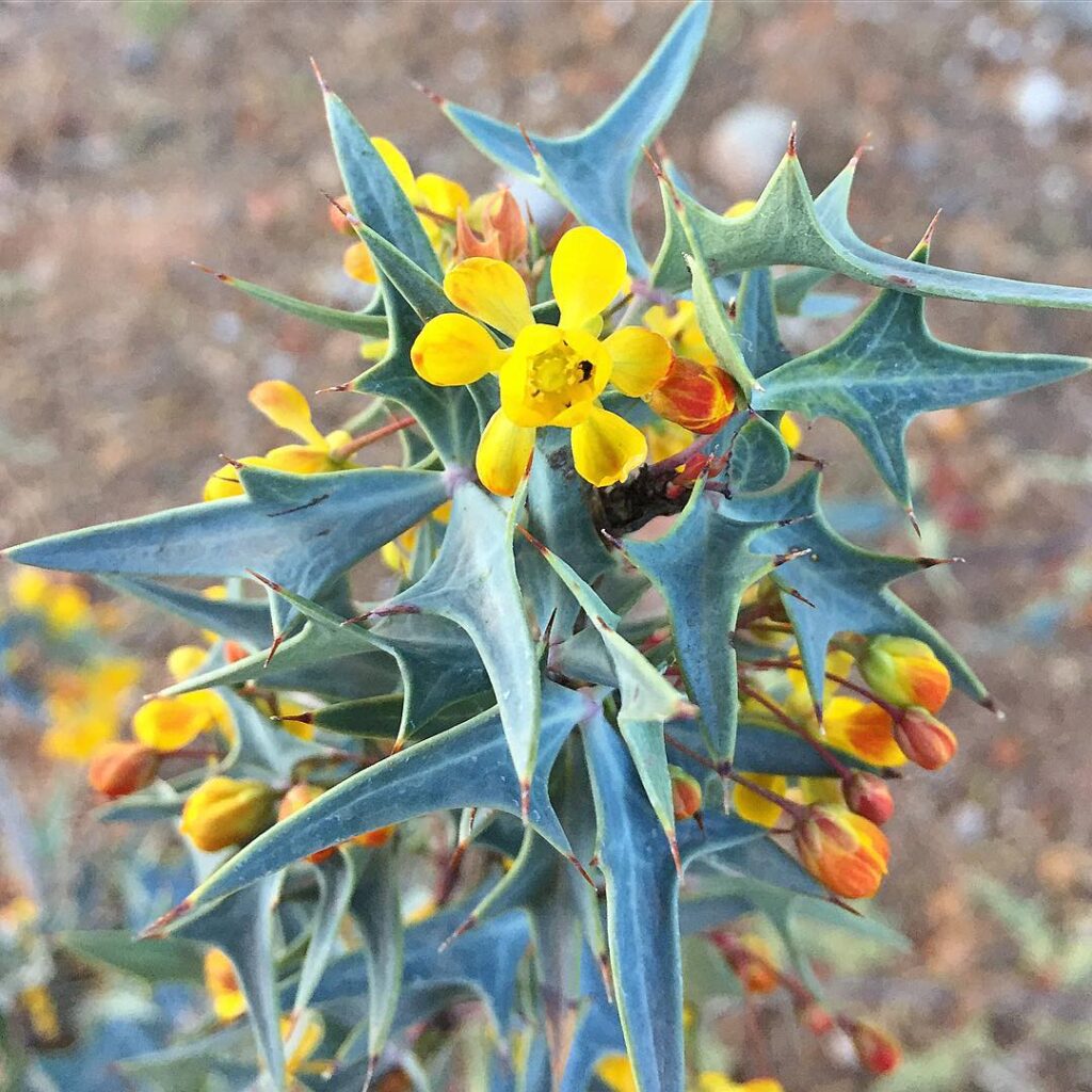 Mahonia trifoliolata
