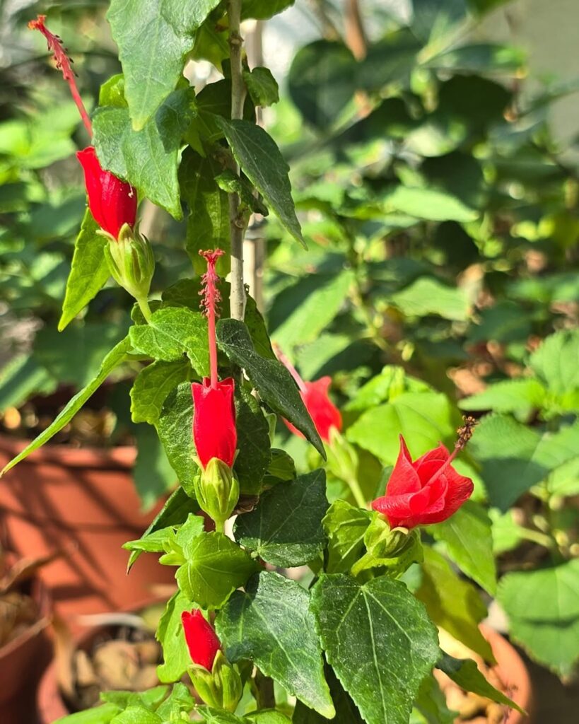 Malvaviscus arboreus var. drummondii