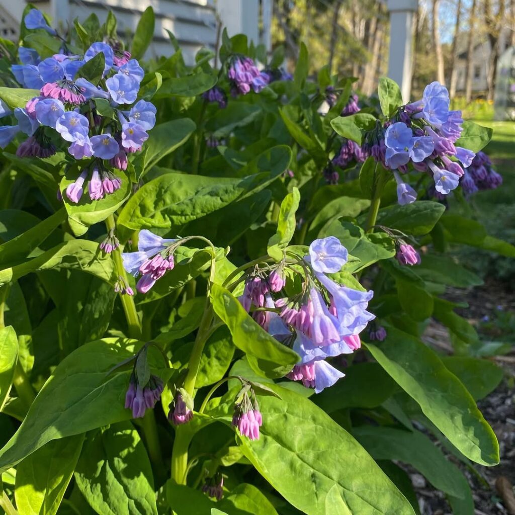 Mertensia virginica