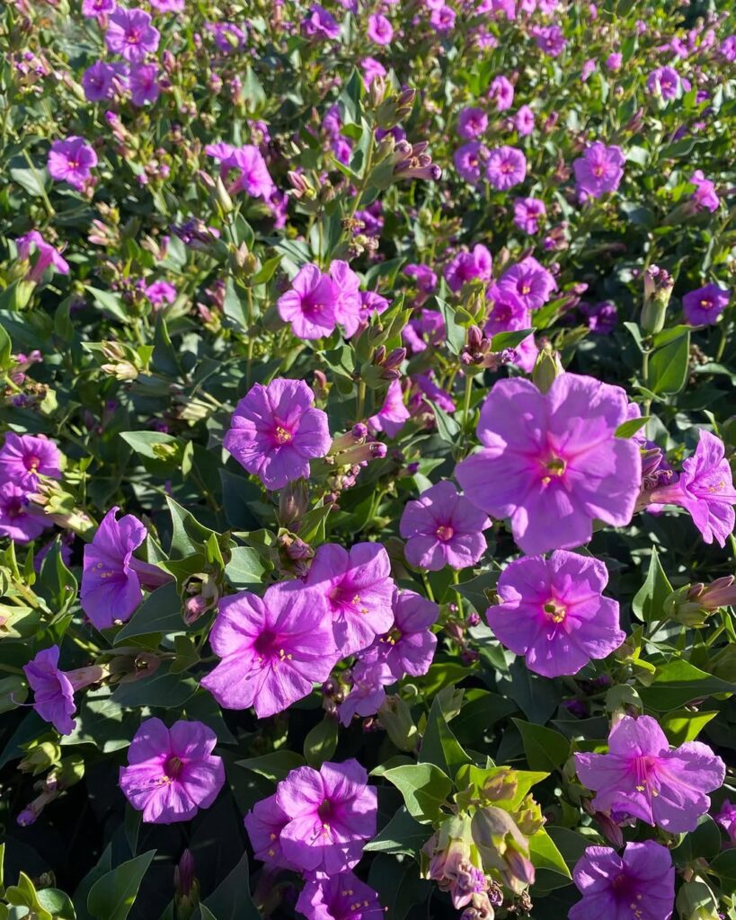 Mirabilis Multiflora