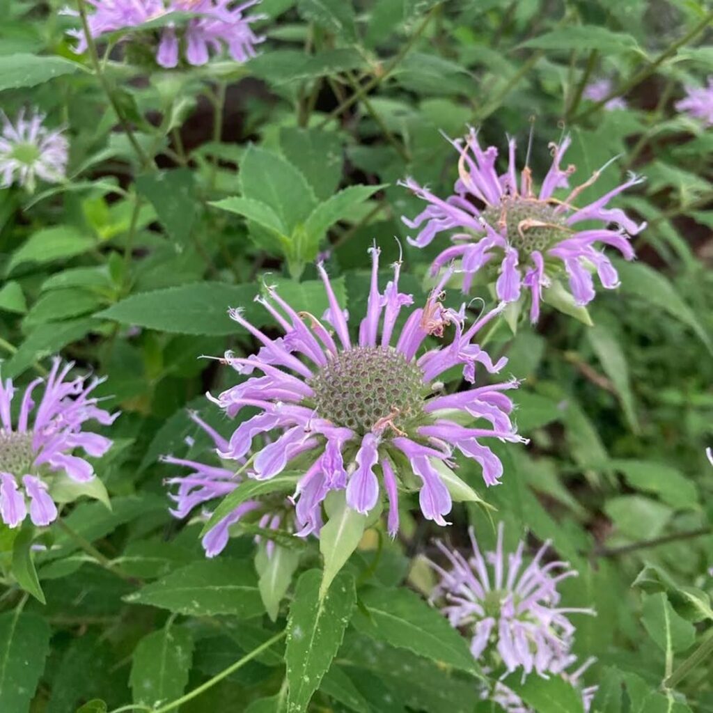 Monarda Fistulosa