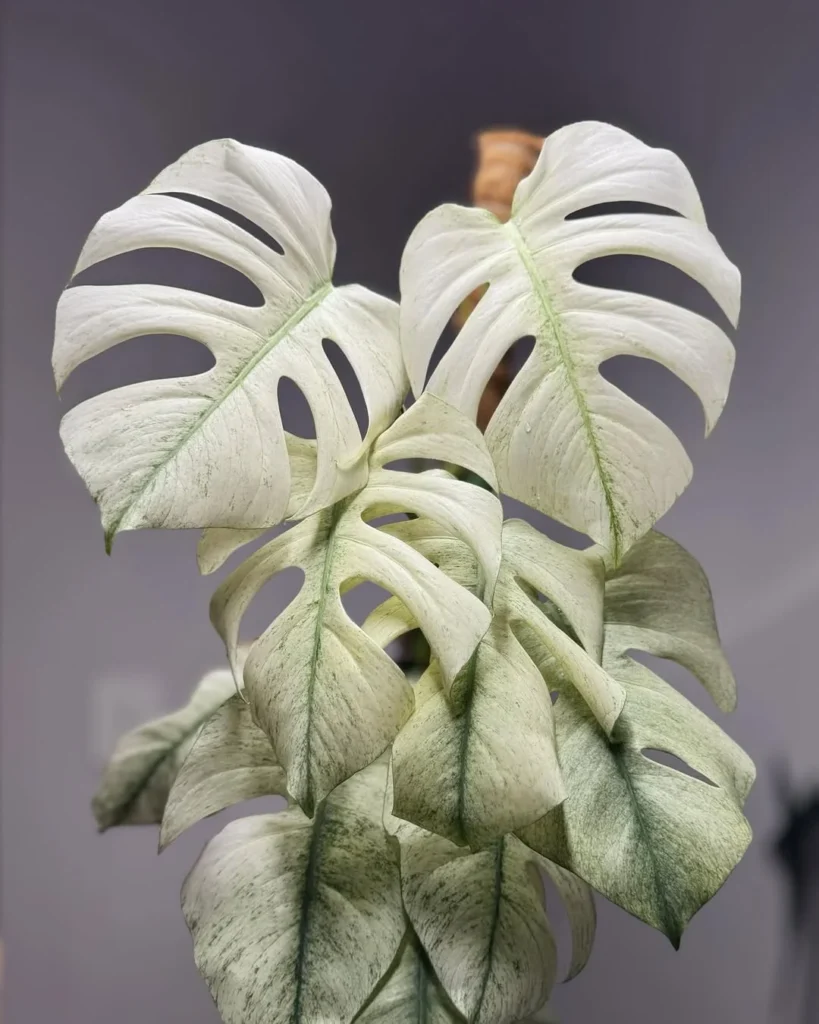 Monstera Albo Variegata