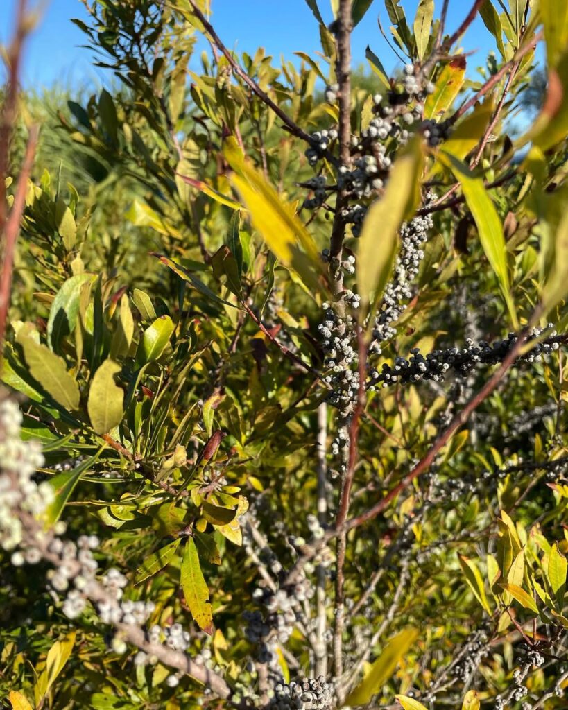 Morella cerifera