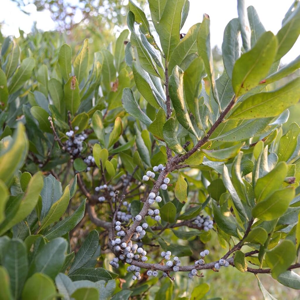 Morella pensylvanica