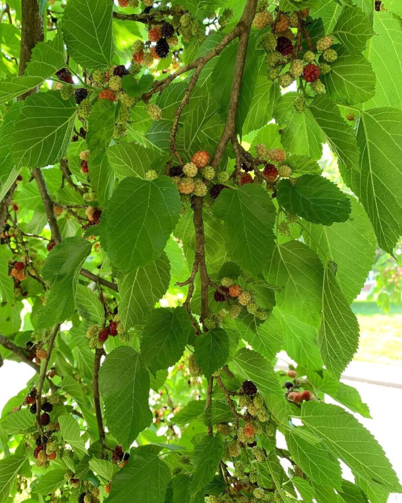 Morus Rubra
