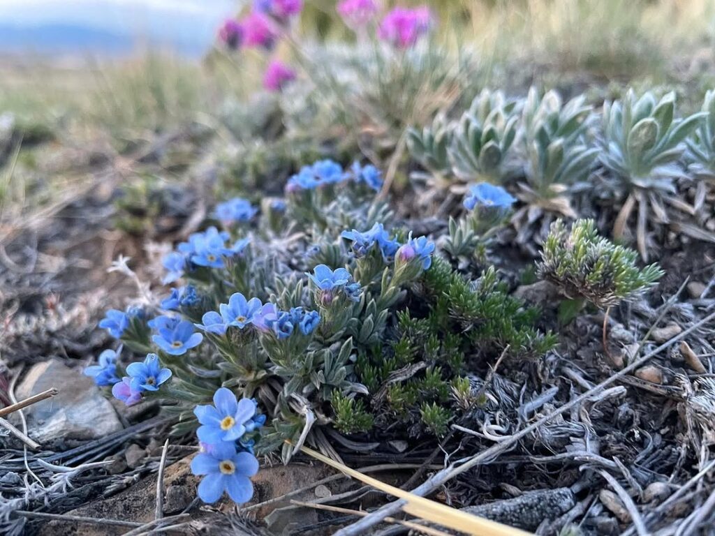 Myosotis asiatica
