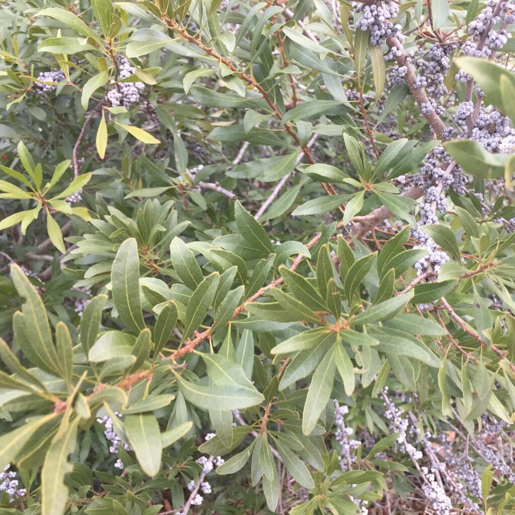 Myrica Cerifera
